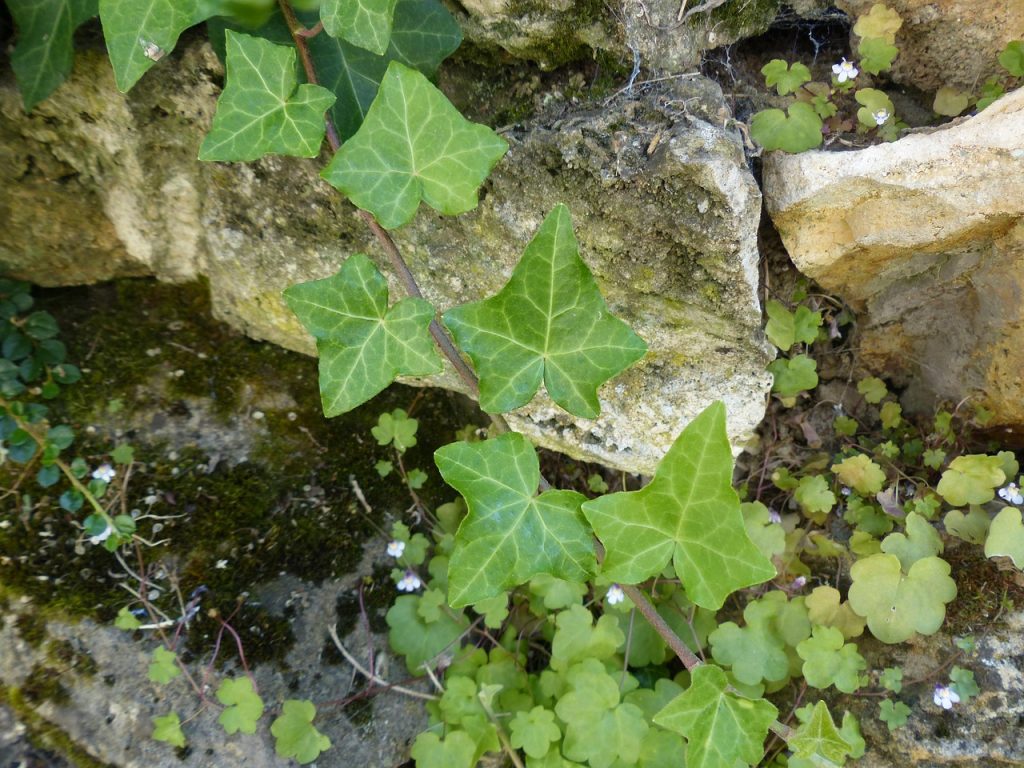 Unleashing the Power of Hedera: A Deep Dive into Next-Generation Distributed Ledger Technology